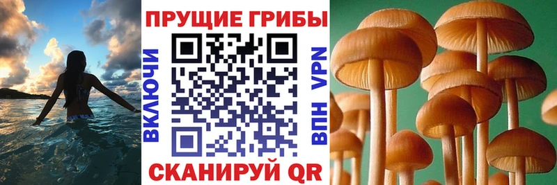 Галлюциногенные грибы мицелий  Сельцо 